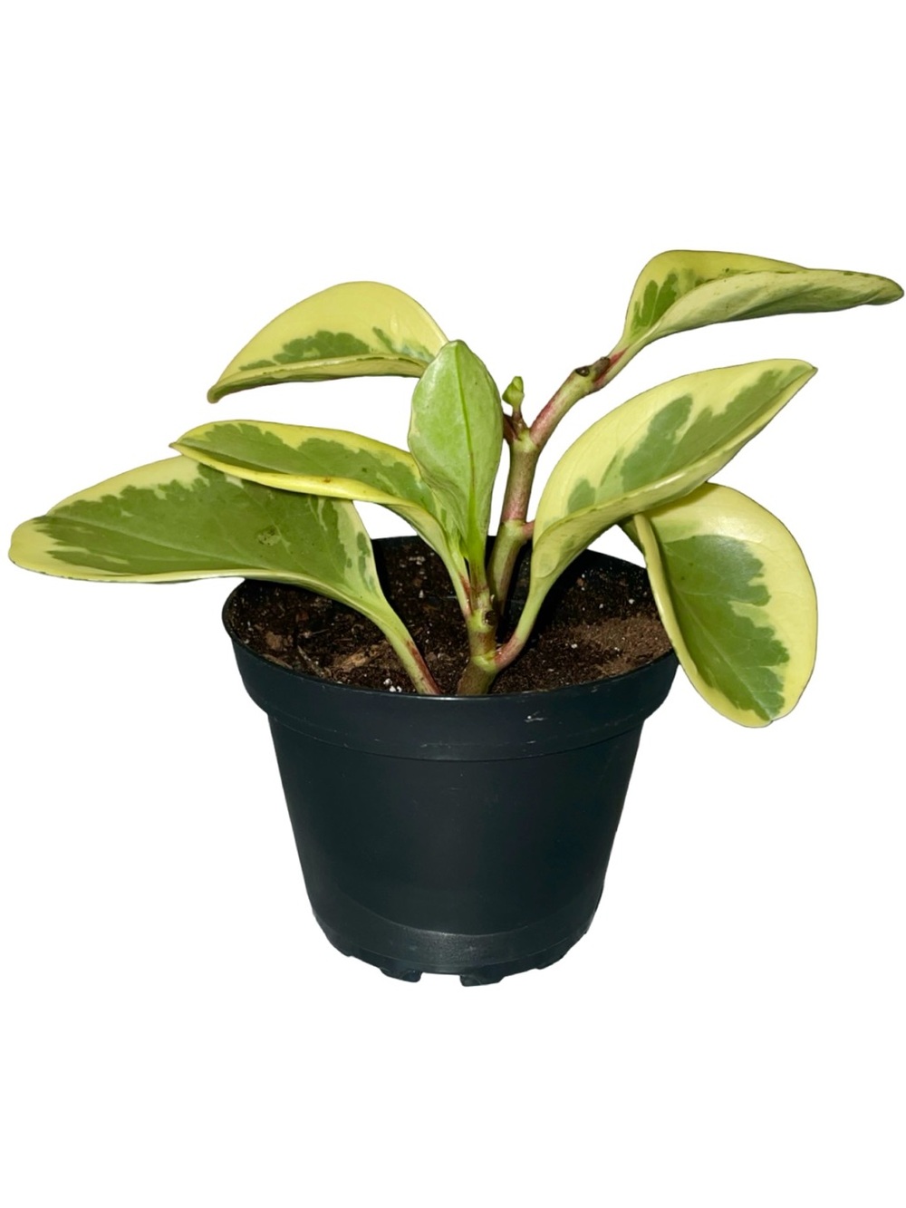 Peperomia Obtusifolia Variegated Live Baby Rubber Plant Aerial Rooted Cuttings